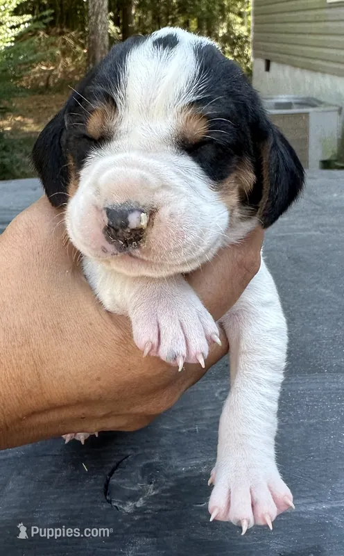Dark Purple – Treeing Walker Coonhound puppy for sale in Summerville, GA