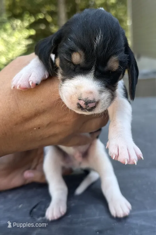 Teal – Treeing Walker Coonhound puppy for sale in Summerville, GA