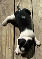  Pink, a female Treeing Walker Coonhound for sale in Summerville, GA – 8 of 10