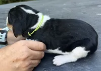Green, a male Treeing Walker Coonhound for sale in Summerville, GA – 3 of 6