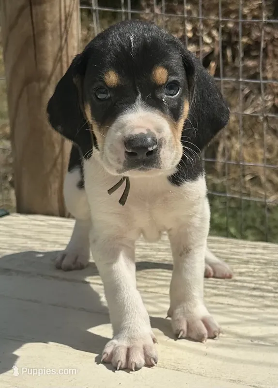 Green – Treeing Walker Coonhound puppy for sale in Summerville, GA