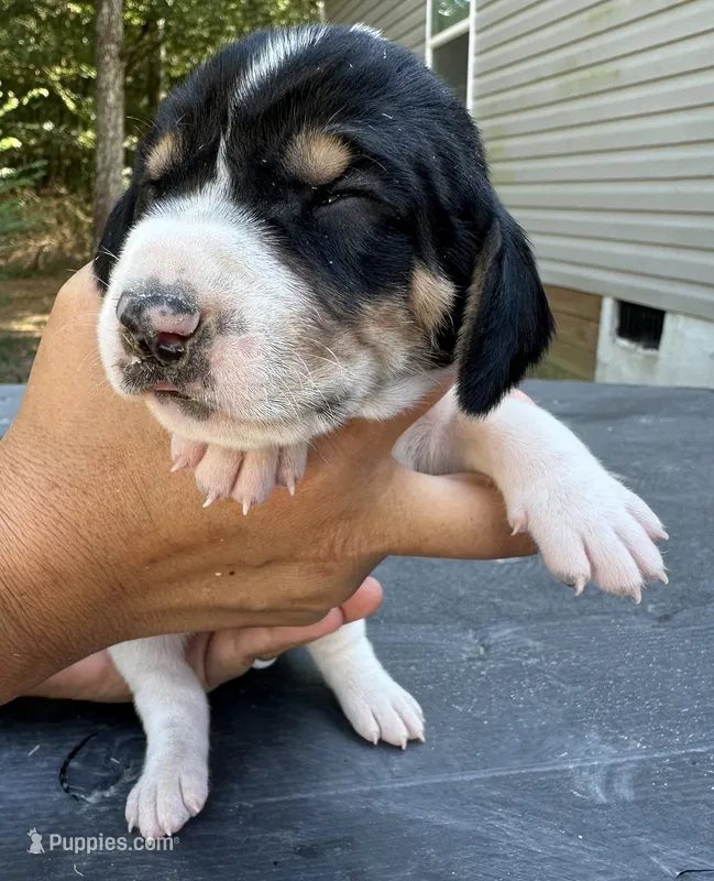 Green – Treeing Walker Coonhound puppy for sale in Summerville, GA