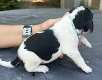 Light Blue, a male Treeing Walker Coonhound for sale in Summerville, GA – 3 of 4