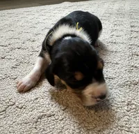 Orange, a male Treeing Walker Coonhound for sale in Summerville, GA – 5 of 7