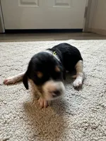 Orange, a male Treeing Walker Coonhound for sale in Summerville, GA – 6 of 7
