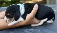 Teal, a male Treeing Walker Coonhound for sale in Summerville, GA – 2 of 5