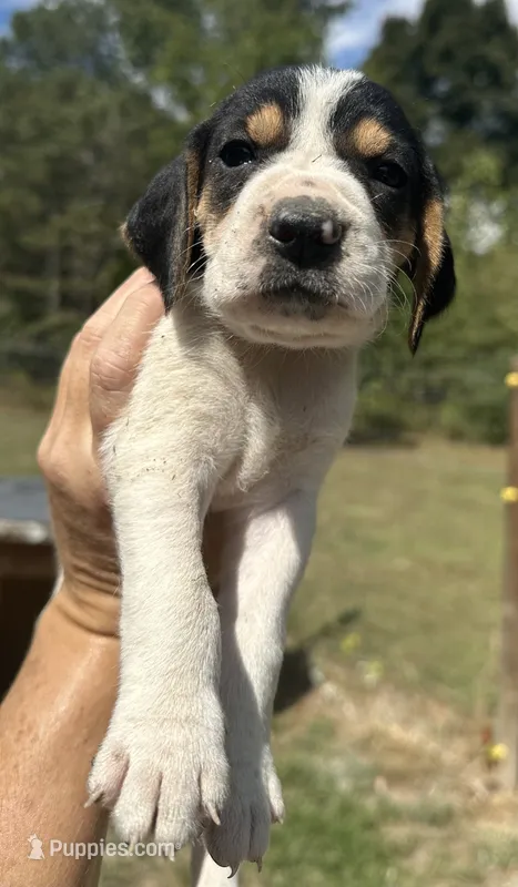 Light Blue – Treeing Walker Coonhound puppy for sale in Summerville, GA