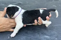 Dark Purple, a male Treeing Walker Coonhound for sale in Summerville, GA – 4 of 5