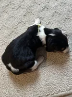 Orange, a male Treeing Walker Coonhound for sale in Summerville, GA – 4 of 7