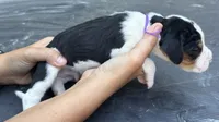 Dark Purple, a male Treeing Walker Coonhound for sale in Summerville, GA – 3 of 5