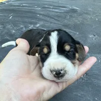 Dark Pink, a female Treeing Walker Coonhound for sale in Summerville, GA – 1 of 6