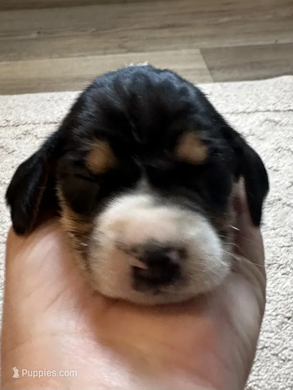 Orange – Treeing Walker Coonhound puppy for sale in Summerville, GA