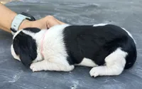 Light Pink, a female Treeing Walker Coonhound for sale in Summerville, GA – 3 of 4