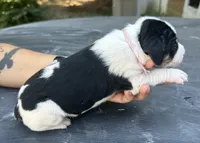 Light Pink, a female Treeing Walker Coonhound for sale in Summerville, GA – 2 of 4