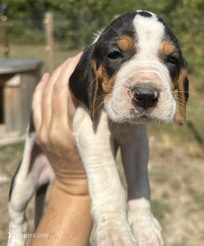 Dark Blue – Treeing Walker Coonhound puppy for sale in Summerville, GA