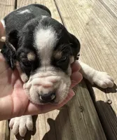  Pink, a female Treeing Walker Coonhound for sale in Summerville, GA – 10 of 10