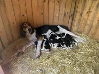 Light Purple, a female Treeing Walker Coonhound for sale in Summerville, GA – 5 of 5