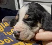  Pink, a female Treeing Walker Coonhound for sale in Summerville, GA – 5 of 10