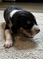 Orange, a male Treeing Walker Coonhound for sale in Summerville, GA – 2 of 7