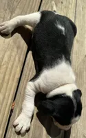  Pink, a female Treeing Walker Coonhound for sale in Summerville, GA – 9 of 10