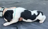 Light Blue, a male Treeing Walker Coonhound for sale in Summerville, GA – 2 of 4