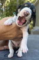 Teal, a male Treeing Walker Coonhound for sale in Summerville, GA – 3 of 5