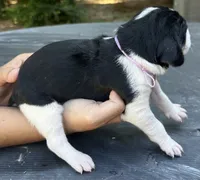 Light Purple, a female Treeing Walker Coonhound for sale in Summerville, GA – 2 of 5