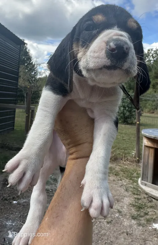 Teal – Treeing Walker Coonhound puppy for sale in Summerville, GA