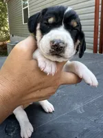 Green, a male Treeing Walker Coonhound for sale in Summerville, GA – 5 of 6