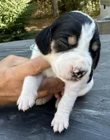 Light Blue, a male Treeing Walker Coonhound for sale in Summerville, GA – 1 of 4