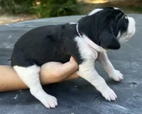 Light Purple, a female Treeing Walker Coonhound for sale in Summerville, GA – 4 of 5