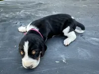 Dark Pink, a female Treeing Walker Coonhound for sale in Summerville, GA – 2 of 6