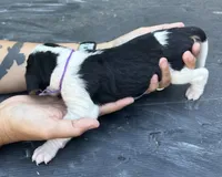 Dark Purple, a male Treeing Walker Coonhound for sale in Summerville, GA – 2 of 5