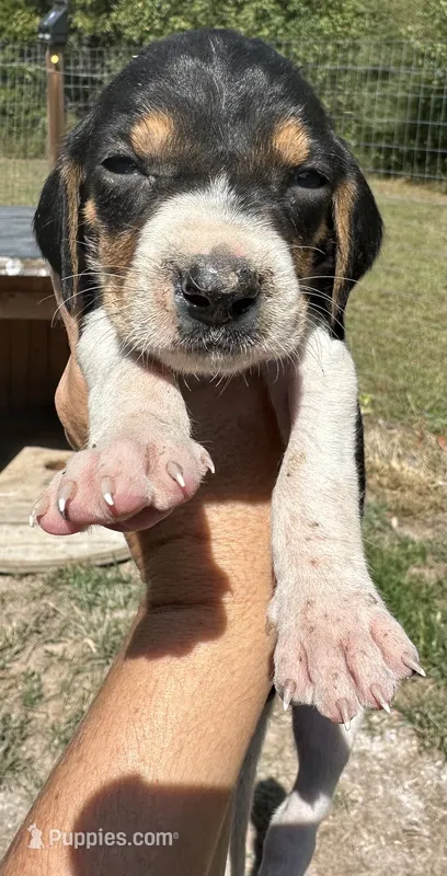 Yellow – Treeing Walker Coonhound puppy for sale in Summerville, GA