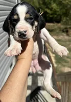  Pink, a female Treeing Walker Coonhound for sale in Summerville, GA – 7 of 10
