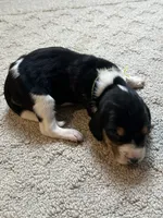 Orange, a male Treeing Walker Coonhound for sale in Summerville, GA – 3 of 7
