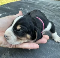 Dark Pink, a female Treeing Walker Coonhound for sale in Summerville, GA – 5 of 6