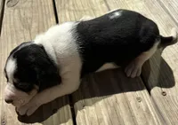  Pink, a female Treeing Walker Coonhound for sale in Summerville, GA – 6 of 10