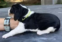 Green, a male Treeing Walker Coonhound for sale in Summerville, GA – 2 of 6