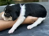 Light Purple, a female Treeing Walker Coonhound for sale in Summerville, GA – 3 of 5