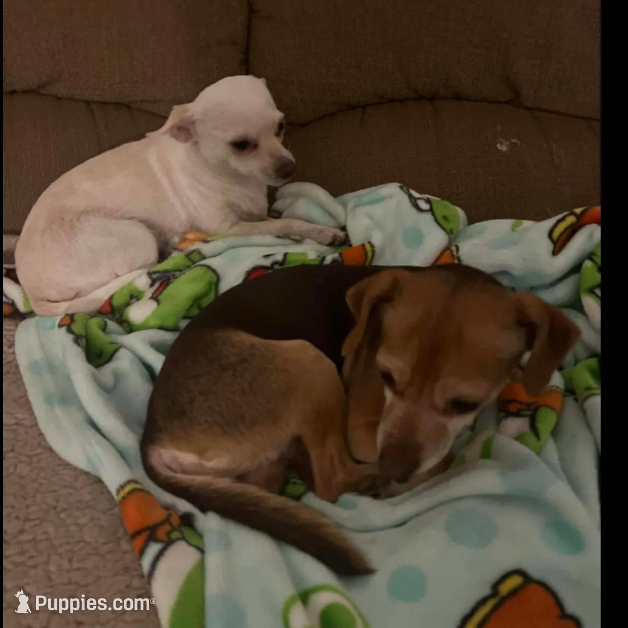  Tea cup Yoda pup, a male Chihuahua for sale in Merced, CA – Photo 2 of 2