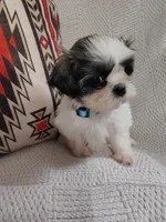 Ginger , a female Shih Tzu for sale in Florence, SC – 3 of 4