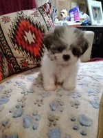 Benji , a male Shih Tzu for sale in Florence, SC – 4 of 5
