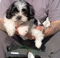 Oreo, a male Shih Tzu for sale in Florence, SC – Photo 1 of 8