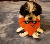 Oreo, a male Shih Tzu for sale in Florence, SC – Photo 8 of 8