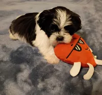 Oreo, a male Shih Tzu for sale in Florence, SC – Photo 2 of 8