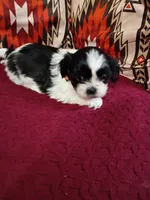 Oreo, a male Shih Tzu for sale in Florence, SC – Photo 6 of 8