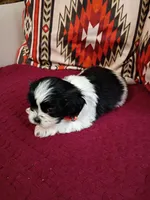 Oreo, a male Shih Tzu for sale in Florence, SC – Photo 5 of 8