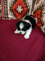 Oreo, a male Shih Tzu for sale in Florence, SC – Photo 7 of 8