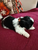 Oreo, a male Shih Tzu for sale in Florence, SC – Photo 4 of 8